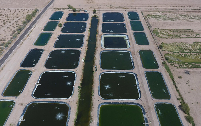 An aerial view of the Desert Springs Barramundi facility in Arizona