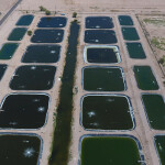 An aerial view of the Desert Springs Barramundi facility in Arizona