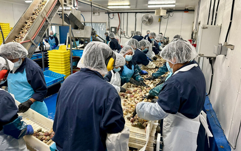 Employees at Louisbourg Seafoods process whelk from the recently established commercial fishery in Nova Scotia