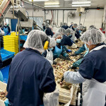 Employees at Louisbourg Seafoods process whelk from the recently established commercial fishery in Nova Scotia