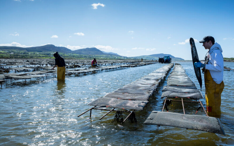 An Irish oyster-farming operation