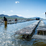 An Irish oyster-farming operation