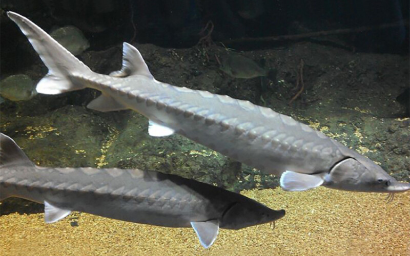 Two Atlantic sturgeon swimming