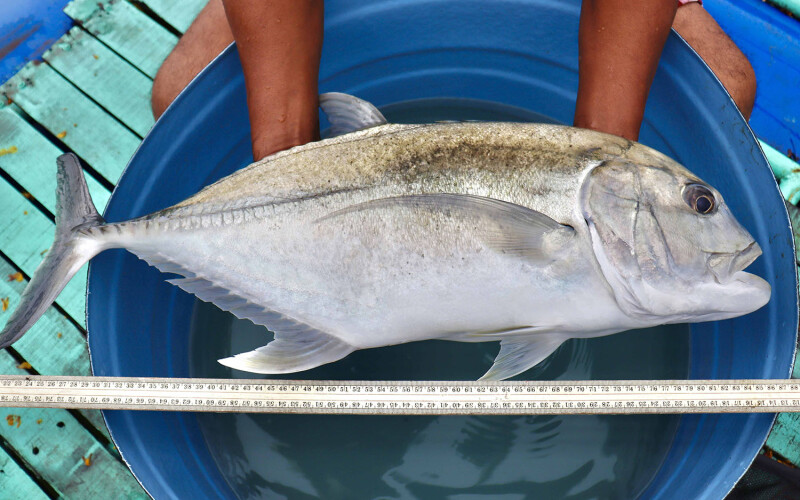 A giant trevally