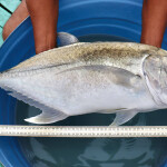 A giant trevally