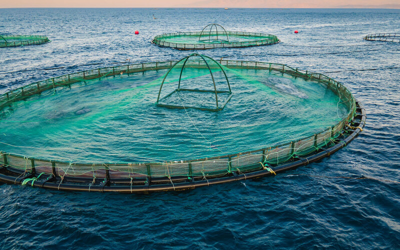 A net pen used in an aquaculture operation