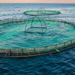 A net pen used in an aquaculture operation