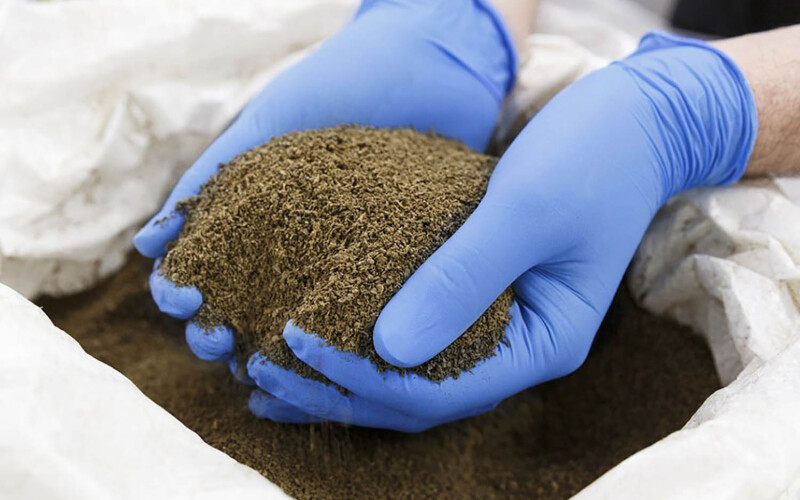 Powdered protein made out of black soldier flies