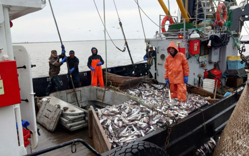 Russian fishermen landing a catch of pollock