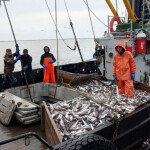Russian fishermen landing a catch of pollock