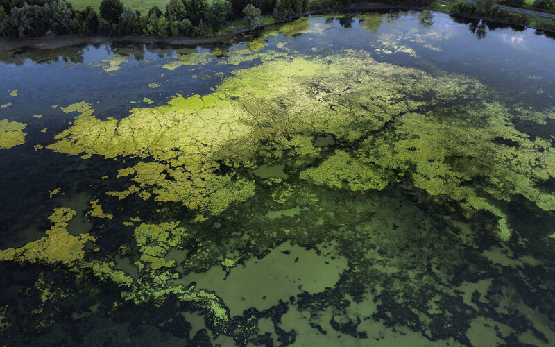 Scotland’s Industrial Biotechnology Innovation Centre is developing a product that could reduce algae blooms