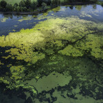 Scotland’s Industrial Biotechnology Innovation Centre is developing a product that could reduce algae blooms