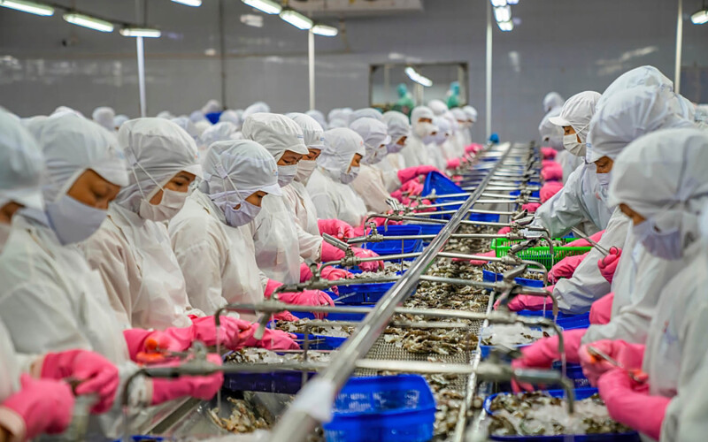 A Vietnamese shrimp-processing facility