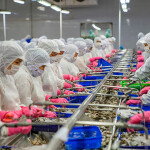 A Vietnamese shrimp-processing facility