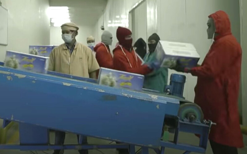 A Falcon Marine shrimp-export facility