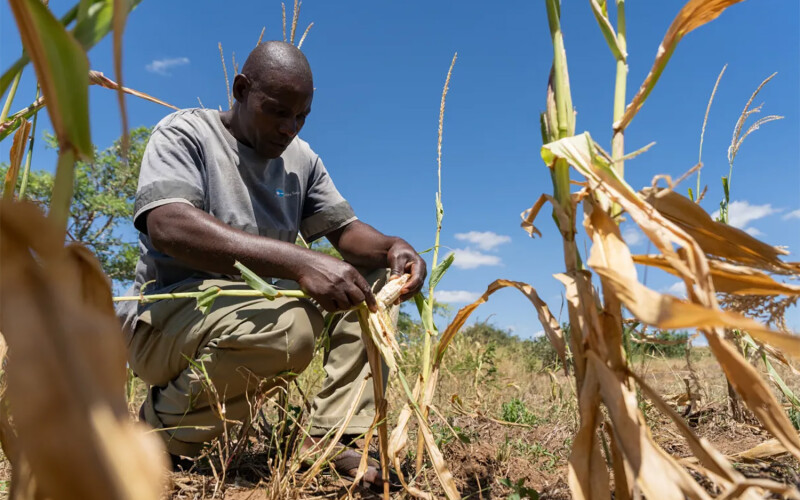 A Namibian farmer looking over his maize crop dried out by drought