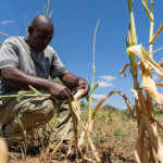 A Namibian farmer looking over his maize crop dried out by drought