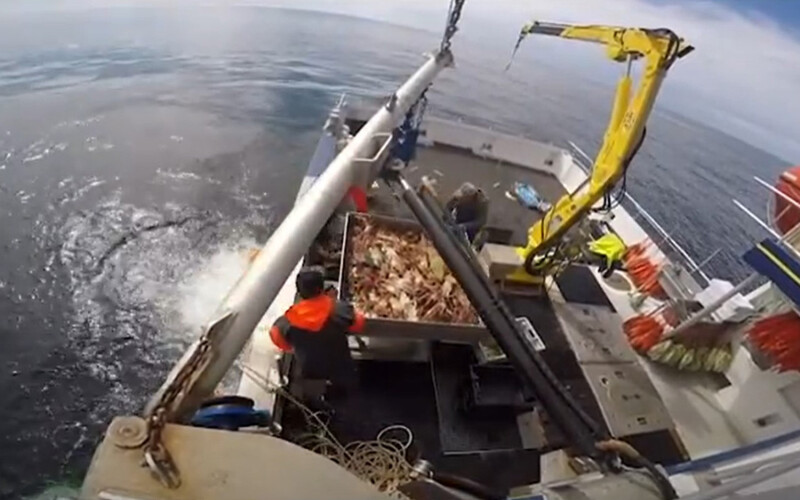 Snow crab harvesters pulling in their catch
