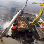 Snow crab harvesters pulling in their catch