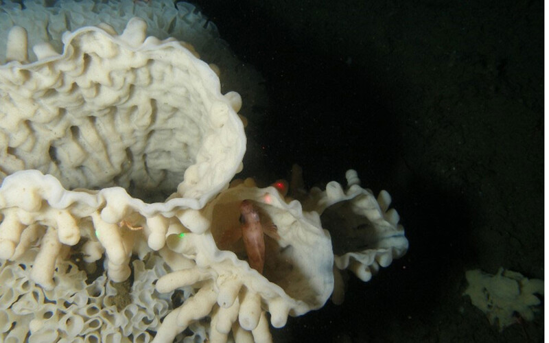A glass sponge in the Hecate Strait Queen Charlotte Sound Glass Sponge Reef Marine Protected Area