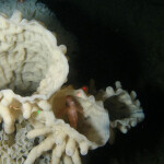 A glass sponge in the Hecate Strait Queen Charlotte Sound Glass Sponge Reef Marine Protected Area