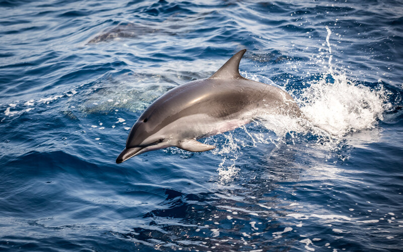 A dolphin swimming in the ocean
