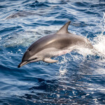A dolphin swimming in the ocean