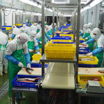 Fish processing at Nissui's Thailand subsidiary