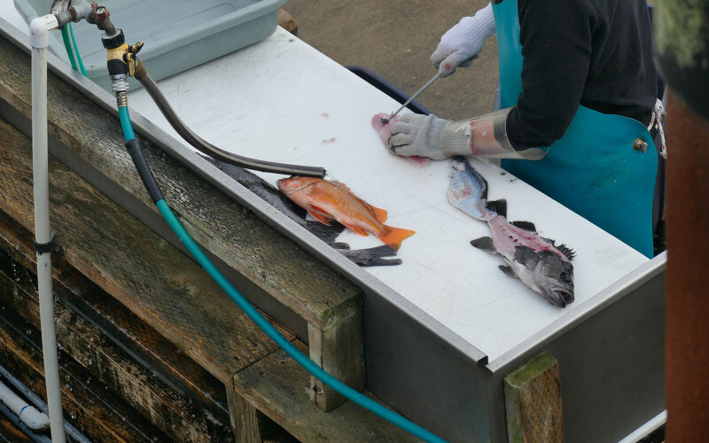 Pacific rockfish being cleaned in Newport, Oregon, U.S.A.