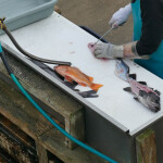 Pacific rockfish being cleaned in Newport, Oregon, U.S.A.