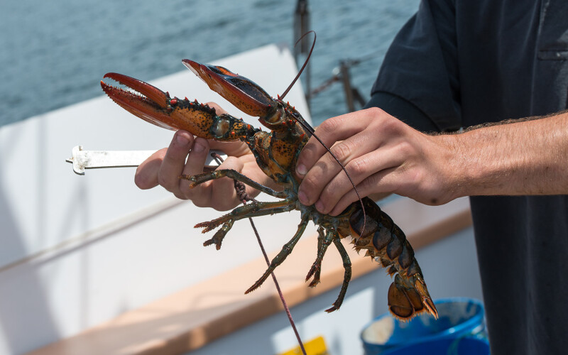 A lobsterman holding a lobster in one hand and a size gauge in the other.