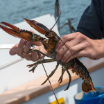 A lobsterman holding a lobster in one hand and a size gauge in the other.