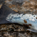 A sea trout with salmon lice stuck to its tail