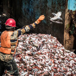 A fisherman tosses away a shark his vessel caught as unwanted bycatch