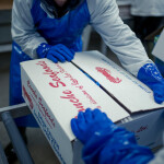 Conche Seafoods workers packaging crab in a box