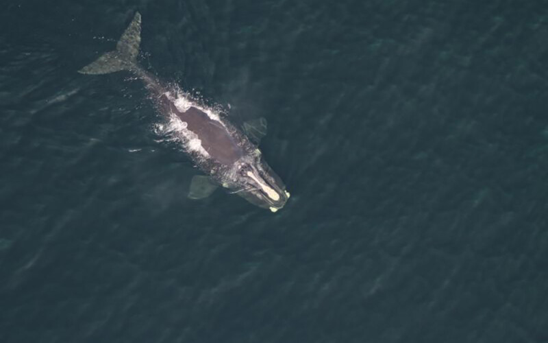 A North Atlantic right whale swimming