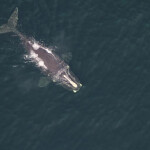 A North Atlantic right whale swimming