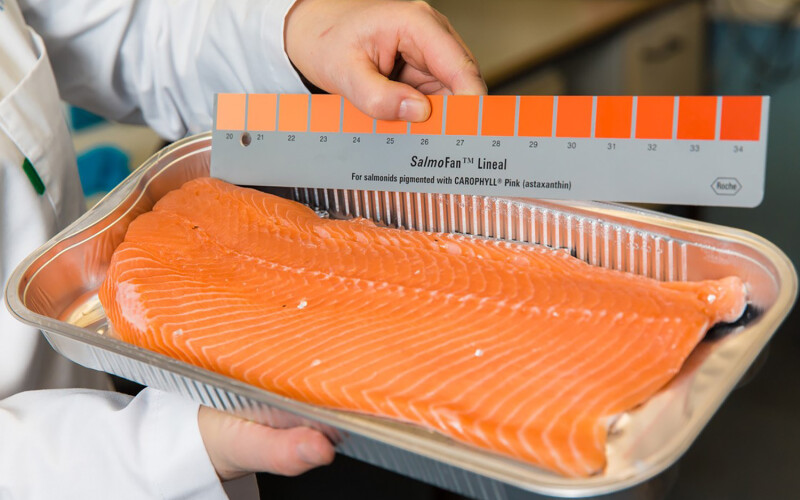 The SalmoFan scale used to measure salmon pigmentation