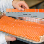 The SalmoFan scale used to measure salmon pigmentation
