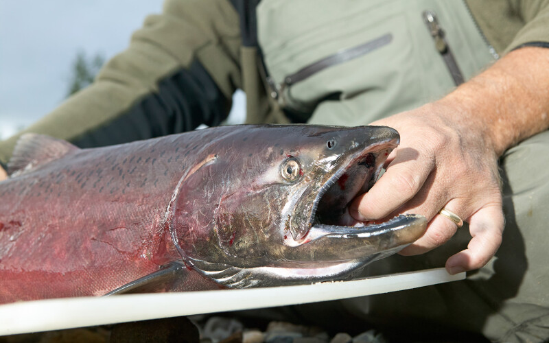 A fisherman with a king salmon in Alaska