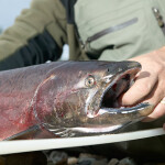 A fisherman with a king salmon in Alaska
