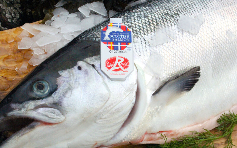 A display of fresh salmon featuring a Made in Scotland label.