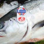 A display of fresh salmon featuring a Made in Scotland label.