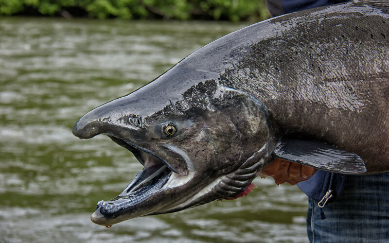 A king salmon caught in Alaska