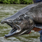 A king salmon caught in Alaska