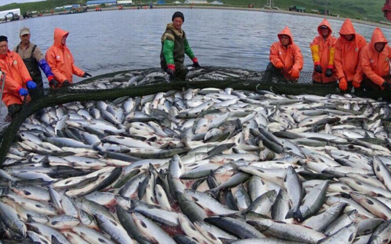 Russian fishermen pulling in a catch of salmon