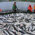 Russian fishermen pulling in a catch of salmon