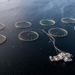 An aerial view of one of Norcod's cod farming operations.
