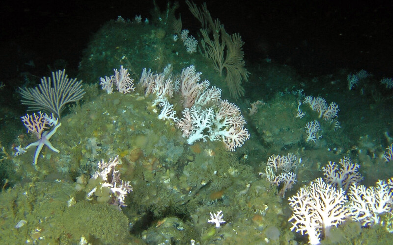 A seabed with coral