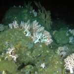 A seabed with coral
